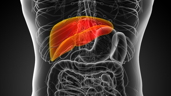 Liver